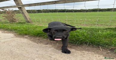 Labrador Retriever dogs - Advert 8