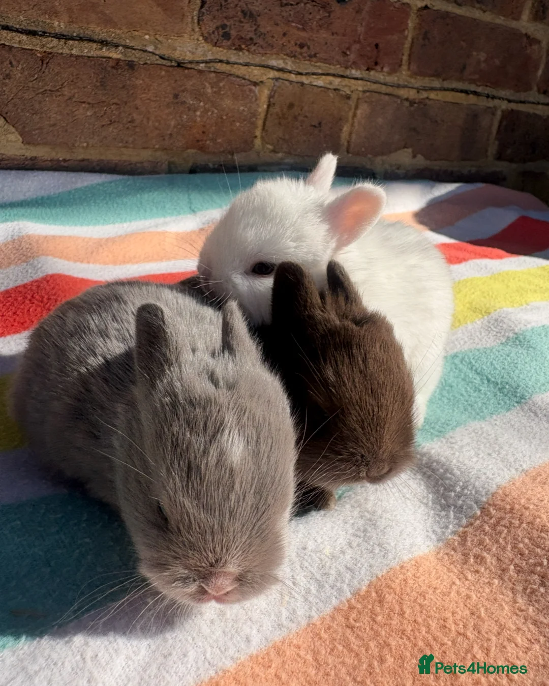 Netherland Dwarf rabbits for sale: 5 Sweet Netherland Dwarf bunnies available  - Advert 3