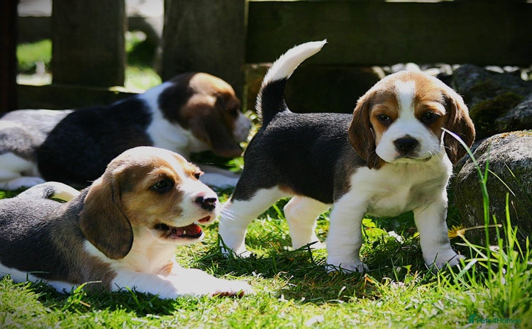 Beagle dogs in Llanwrtyd Wells - Advert 2