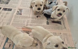 West Highland Terrier dogs for sale: WEST HIGHLAND DAXIE'S - Image 35
