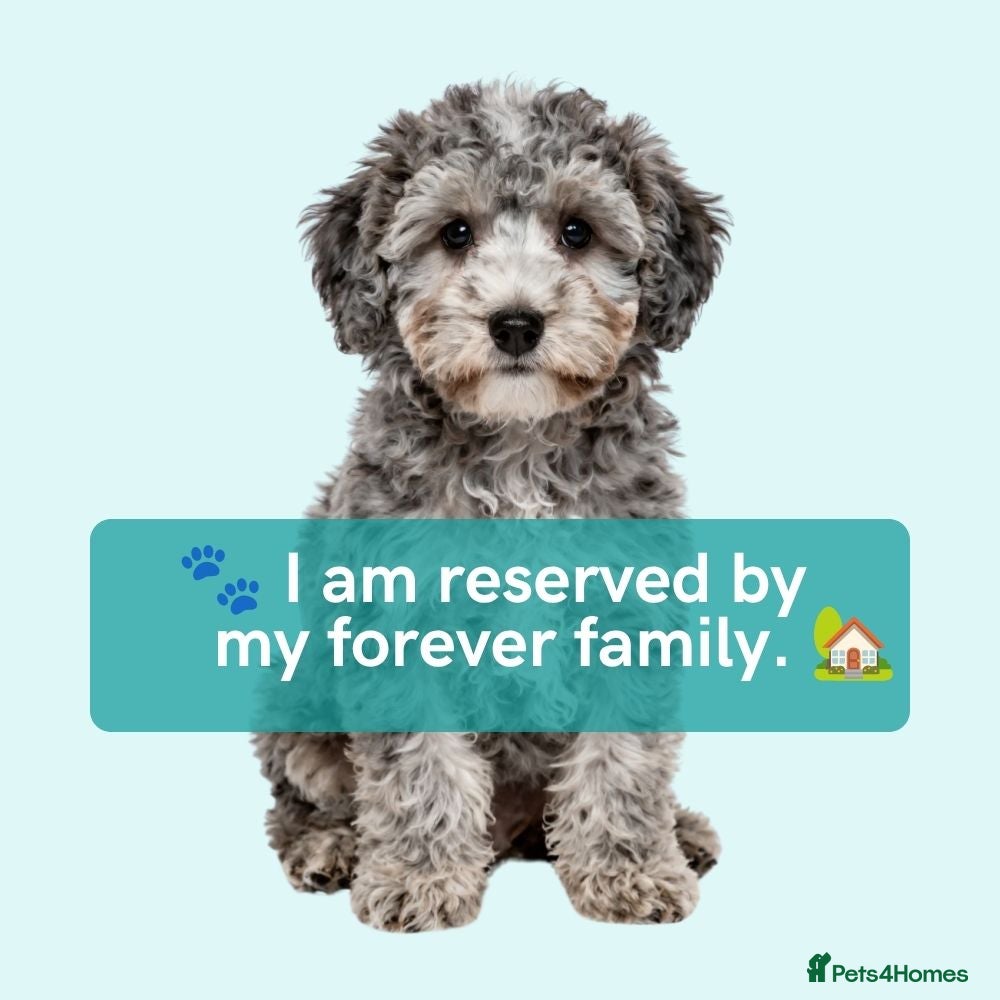 Cavapoo dogs ✨ Rare & Gorgeous F1 Cavapoos 🐾 Licensed - Advert 2