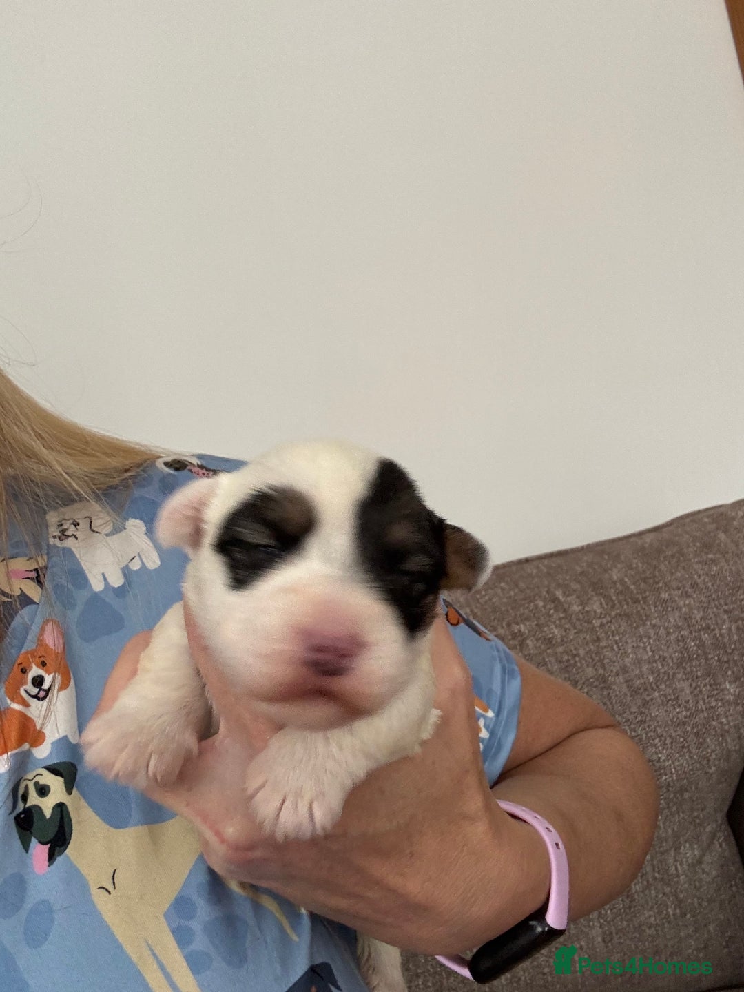 Sealyham Terrier dogs for sale: Stunning Sealyham Terriers  - Image 8