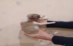 Whippet dogs for sale: Beautiful KC Reg Whippet Puppies - Advert 21