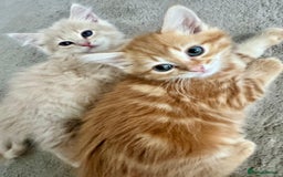 Persian cats for sale: Persian kittens ready for their forever homes  - Image 1