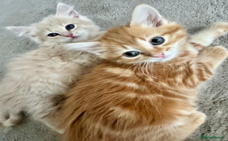 Persian cats - Advert 2