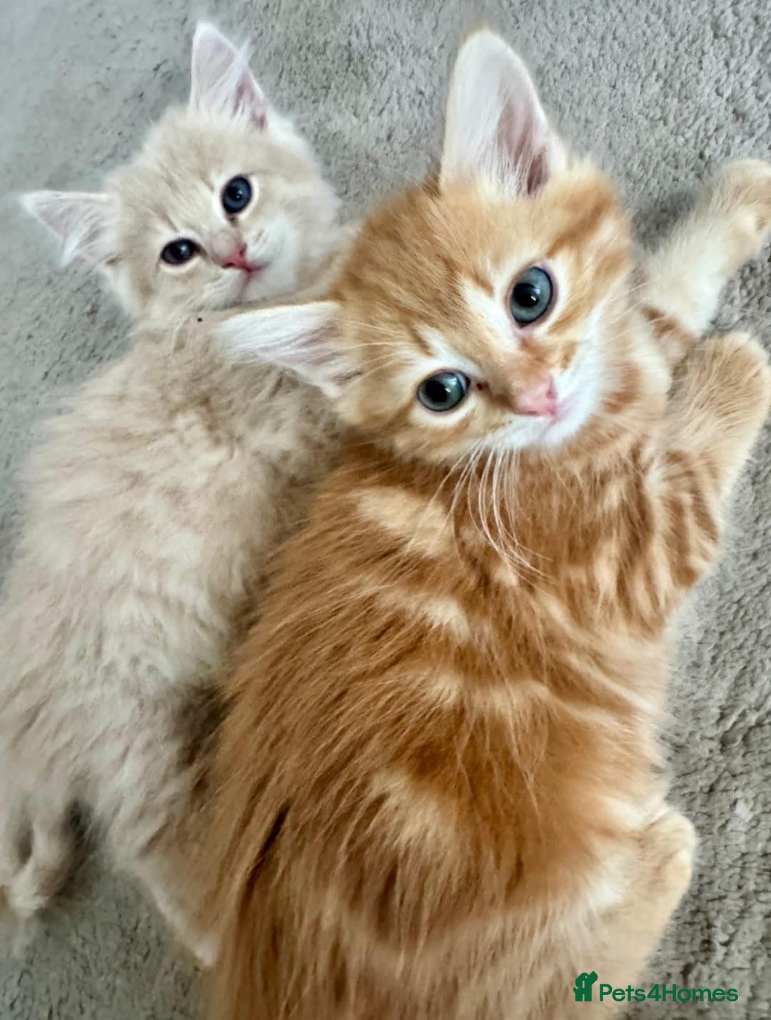 Persian cats for sale: Persian kittens ready for their forever homes  - Image 1