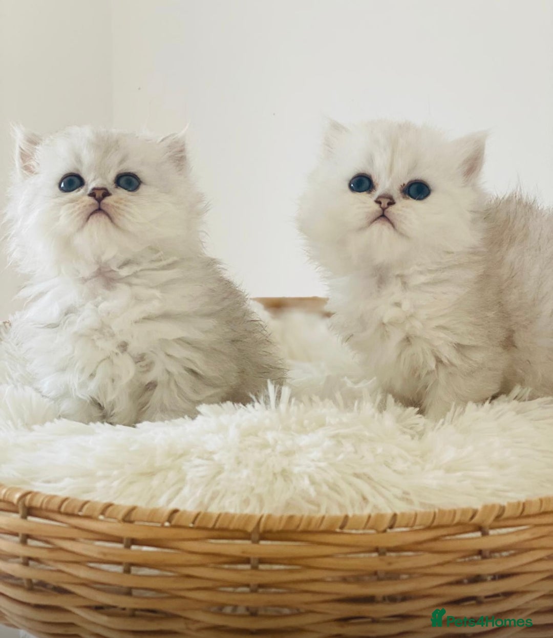 Persian cats for sale: Persian Chinchilla silver shadow 🎀🧢 - Image 6