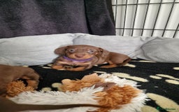 Dachshund dogs for sale: Miniature Smooth Haired Dachshund Puppies - Image 21
