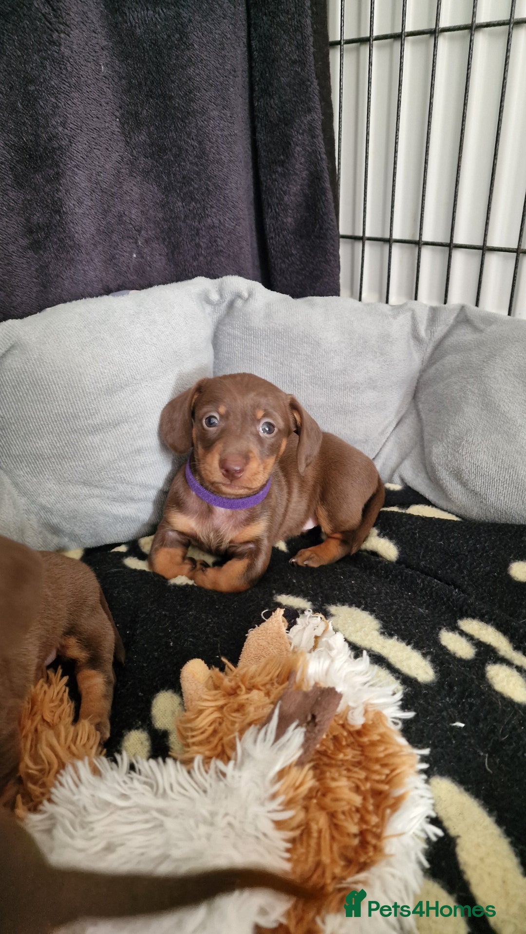 Dachshund dogs for sale: Miniature Smooth Haired Dachshund Puppies - Image 21