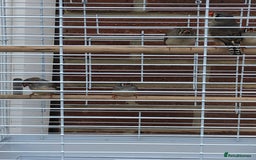 Finches birds for sale: 5 Baby zebra finch + cage £50 the lot or £10 each - Image 2