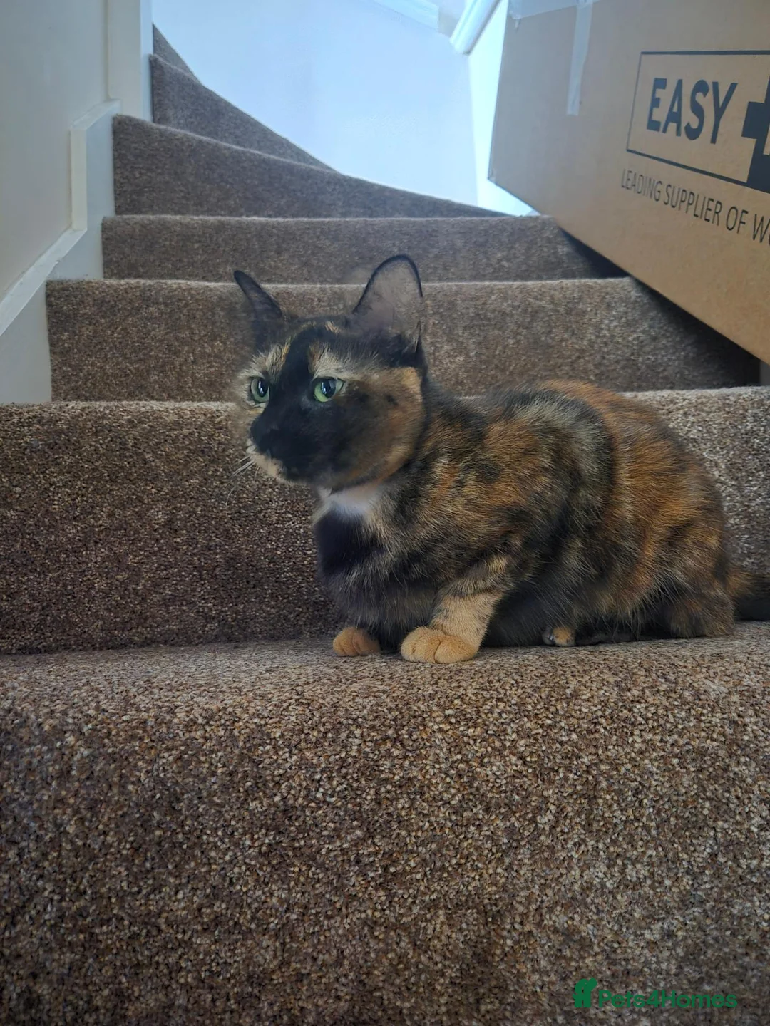 Mixed Breed cats for sale: Kenna and Cj need Rehoming  - Advert 2