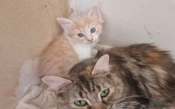 Mixed Breed cats for sale: Half norweigen forest cat 1/4 bengal 1/4 longhair - Image 24