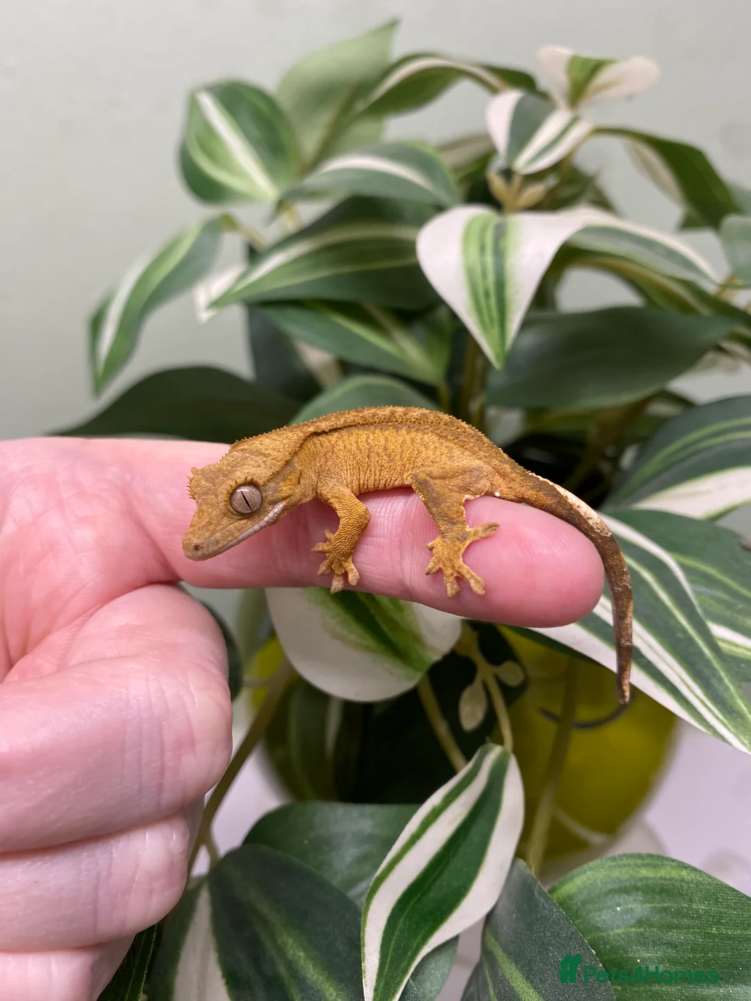 Gecko reptiles for sale: Crested Gecko Babies - Advert 16