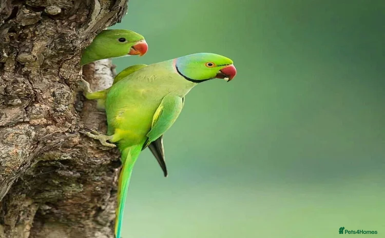 Budgerigars birds - Advert 12