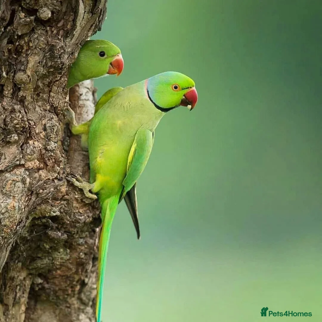 Budgerigars birds for sale: Manchester  - Image 1