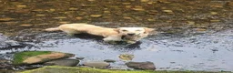 Golden Retriever dogs for sale: Needing forever home - Advert 5