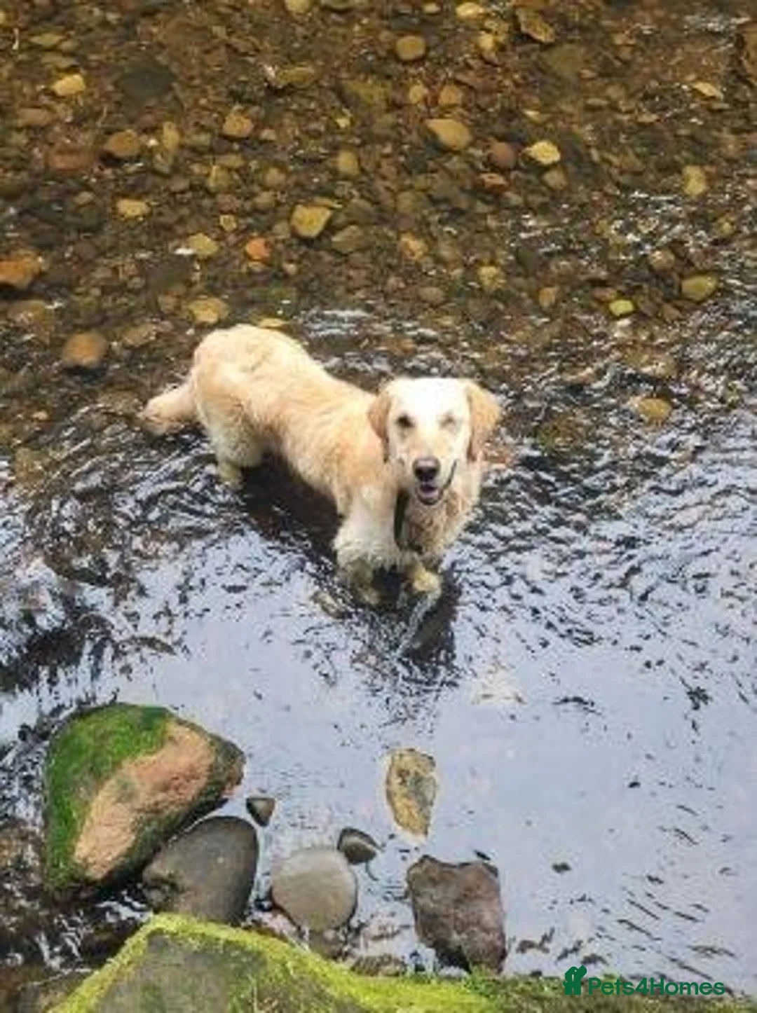 Golden Retriever dogs for sale: Needing forever home - Advert 5