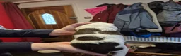 Springador dogs for sale: Springador X English springer spaniel pups - Advert 18