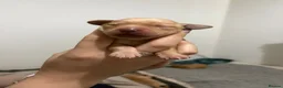 Labrador Retriever dogs for sale: KC Registered Fox Red Labrador Retriever Puppies - Advert 27