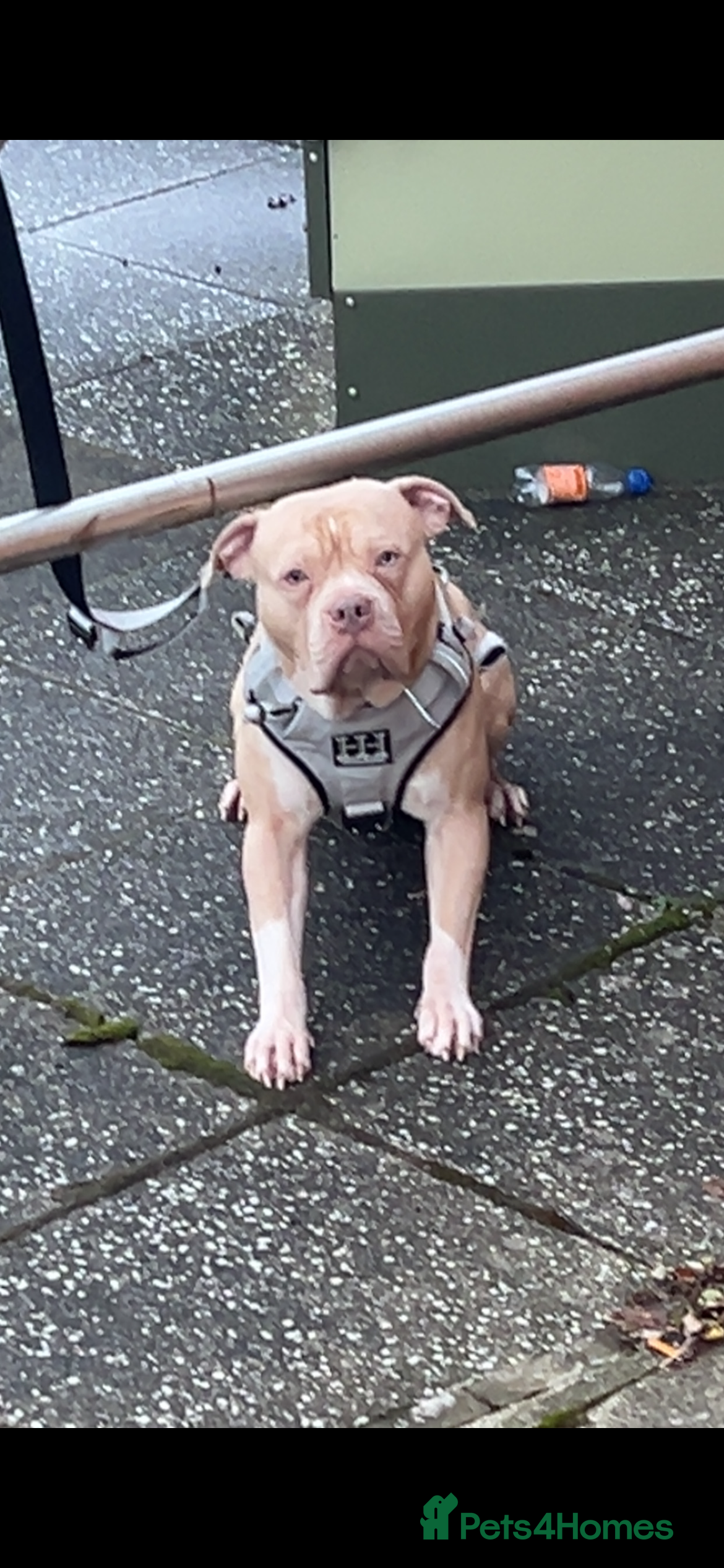 American Bulldog dogs American bulldog X for stud  - Advert 1