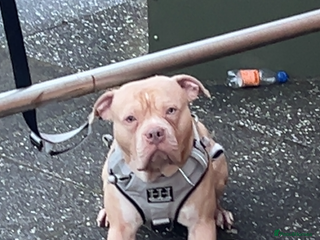 American Bulldog dogs American bulldog X for stud - Advert 1