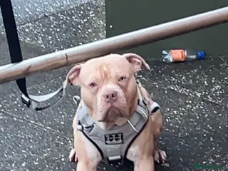 American Bulldog dogs American bulldog X for stud - Advert 1