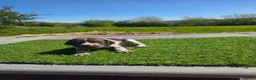 German Shorthaired Pointer dogs for sale: Stunning example of KC German Shorthaired Pointers in Tredegar - Advert 16