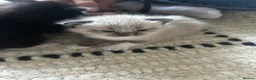 Persian cats for sale: Perdoll mother - 4 kittens - Advert 5