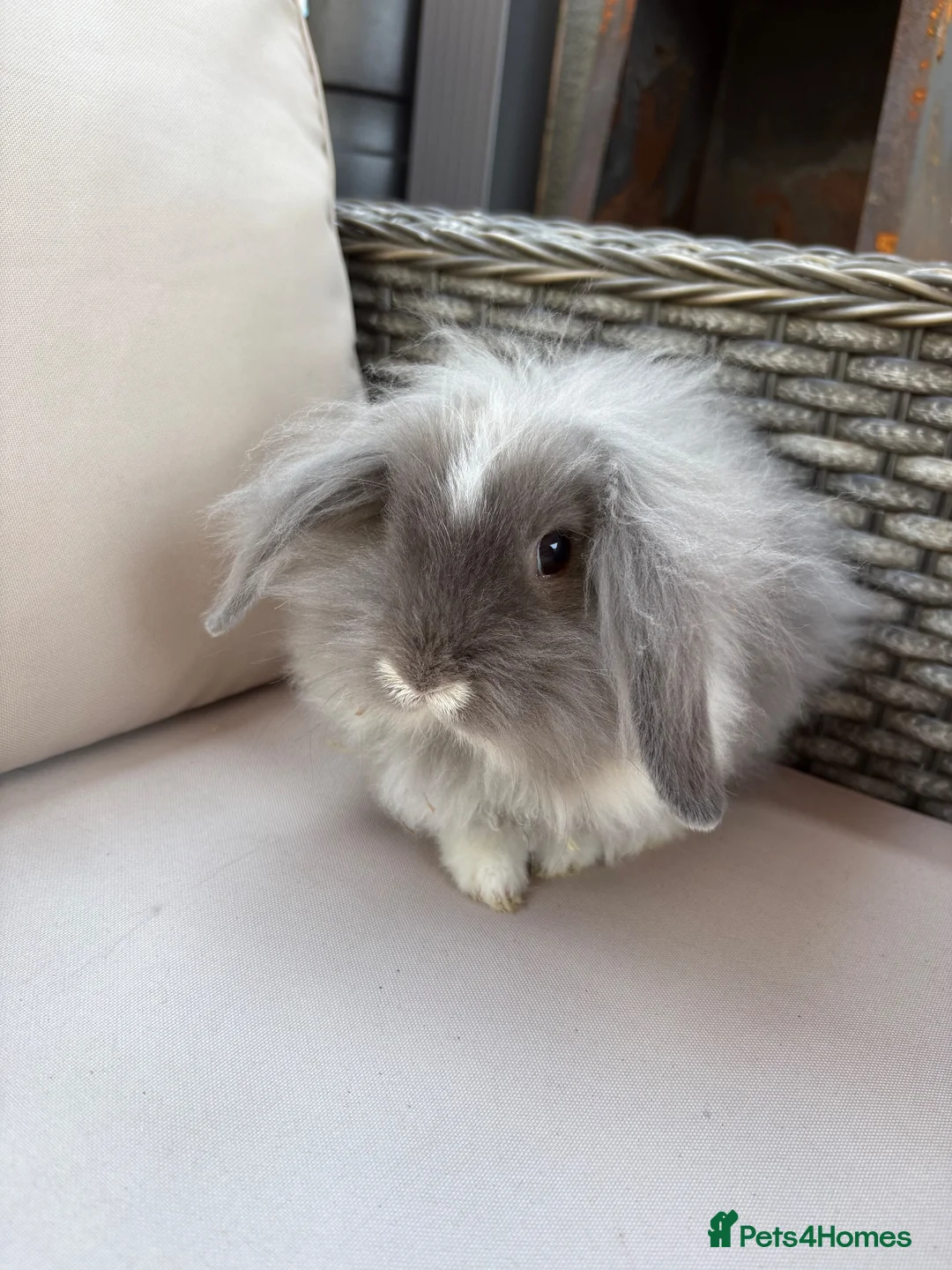 Mini Lion Lop rabbits for sale: MALE X2 Mini lion lop ready to go  - Advert 1