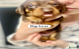 Miniature Dachshund dogs for sale: EXCEPTIONAL QUALITY MINIATURE DACHSHUND PUPPIES.  - Advert 16