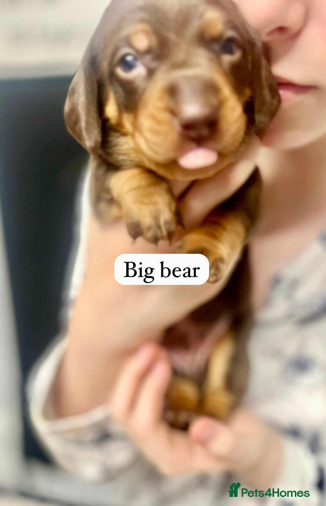 Miniature Dachshund dogs for sale: EXCEPTIONAL QUALITY MINIATURE DACHSHUND PUPPIES.  - Advert 16