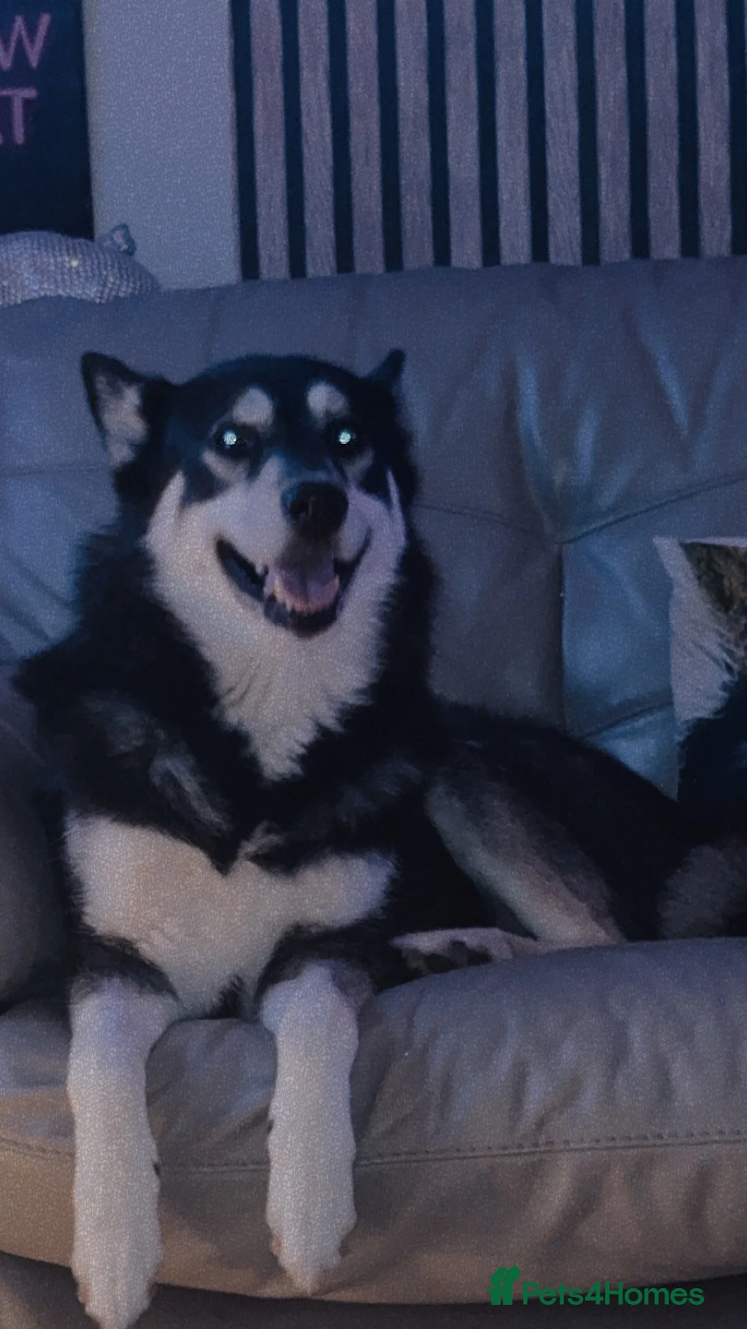 Utonagan dogs for sale: Alaskan malamute x husky - Advert 11