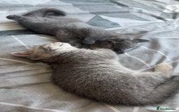 British Shorthair cats for sale: BSH KITTENS  - Image 22