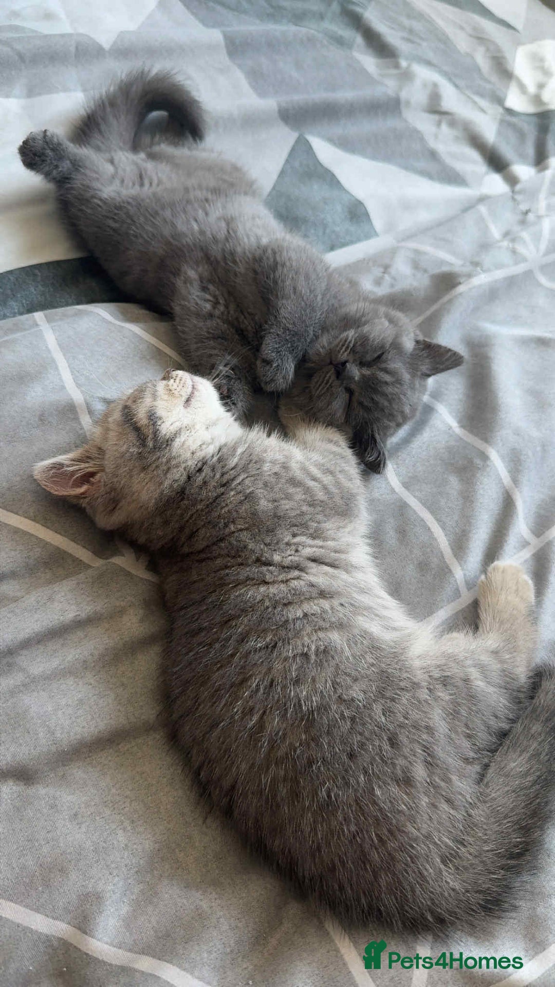 British Shorthair cats for sale: BSH KITTENS  - Image 22