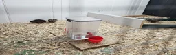 Quail poultry for sale: 8 Quail plus accessories for sale - Advert 3