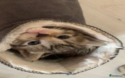 Mixed Breed cats for sale: Half Siberian Kittens ready now - Image 2