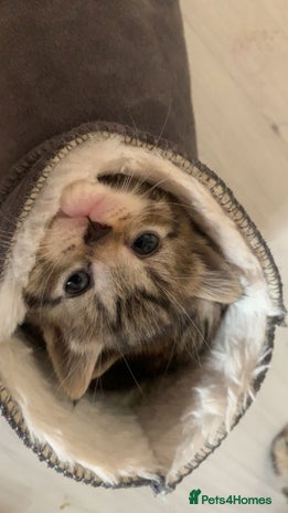 Mixed Breed cats Half Siberian Kittens, Two Girls Left - Advert 2