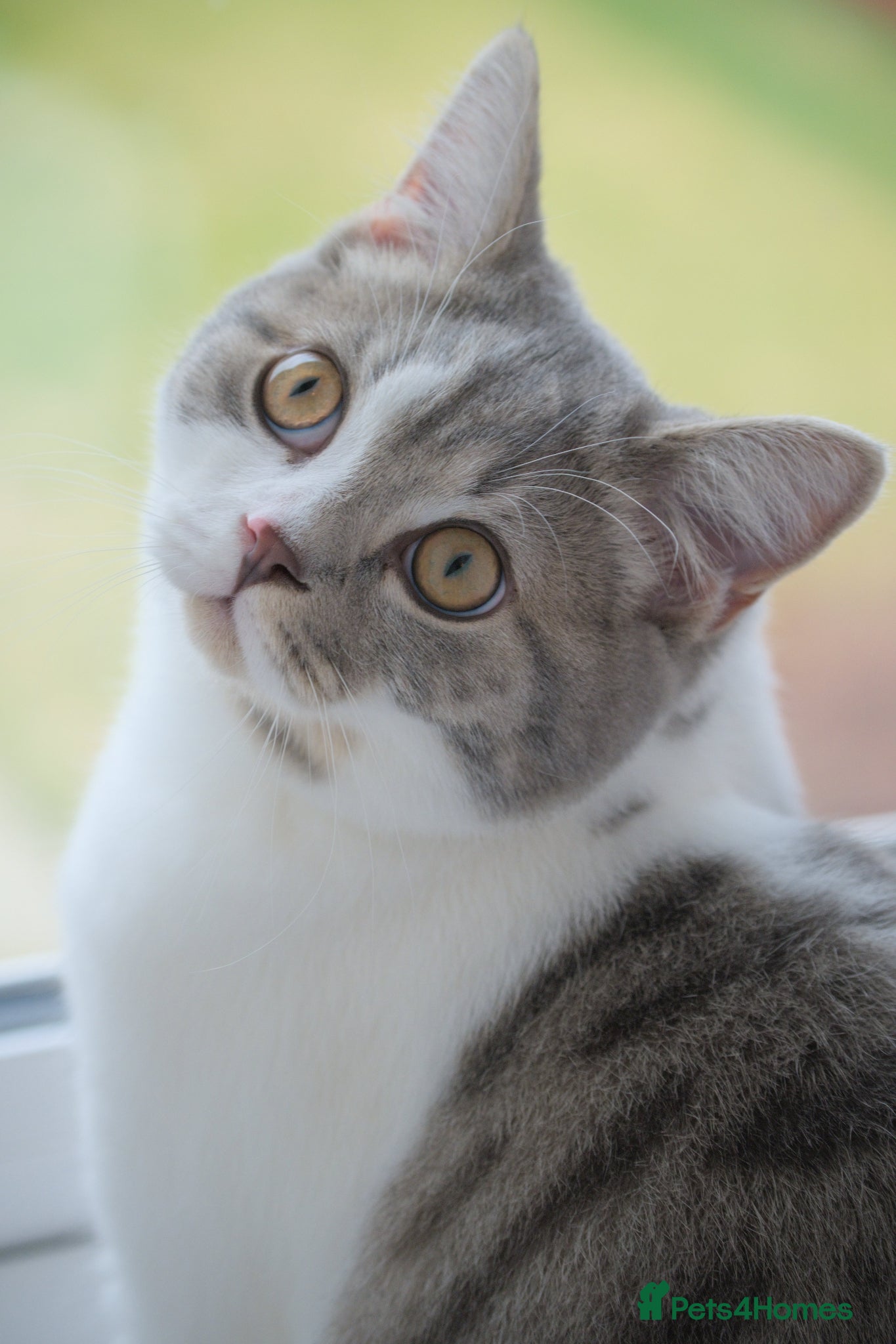 Mixed Breed cats Male Junior British Shorthair Mix - Advert 1