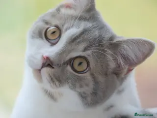 Mixed Breed cats Male Junior British Shorthair Mix - Advert 1