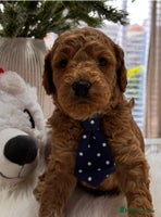 Labradoodle dogs Priemium Multigen Labradoodle Puppies - Advert 2