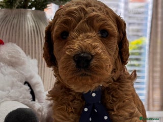 Labradoodle dogs Priemium Multigen Labradoodle Puppies - Advert 8