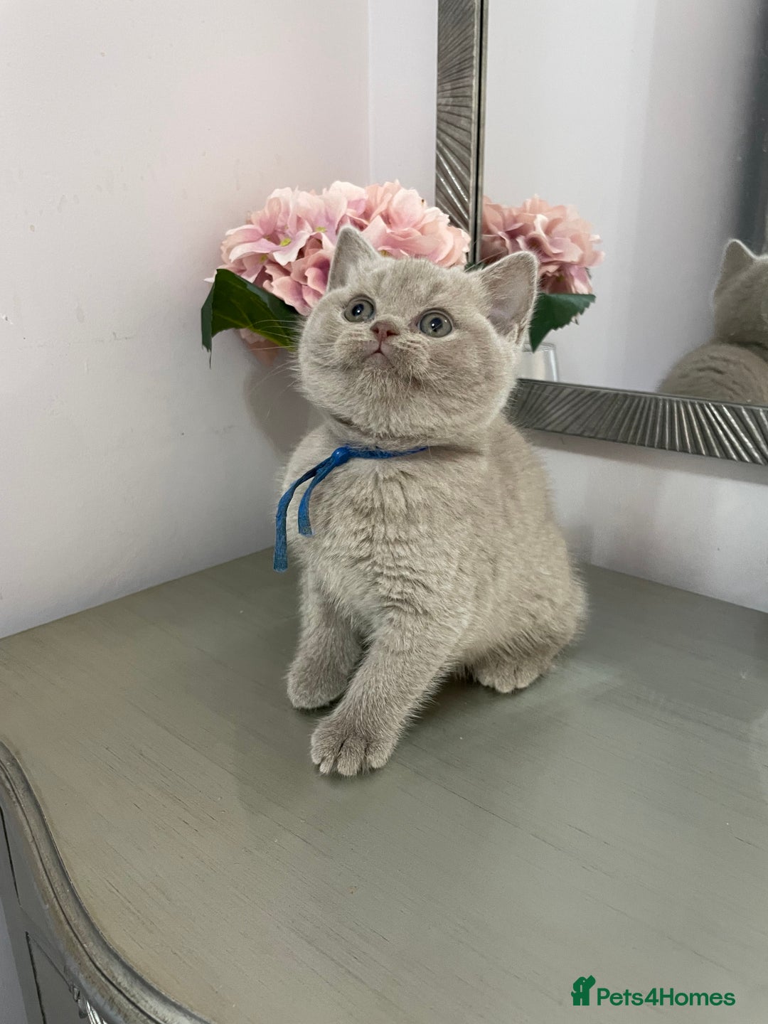 British Shorthair cats for sale: 💗🩵 GCCF LILAC. FEMALE KITTENS READY FEB  - Advert 6