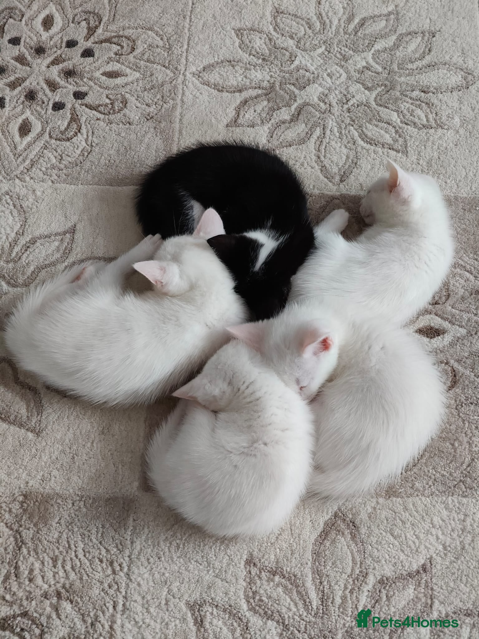 European cats Adorable Kittens  - Advert 2