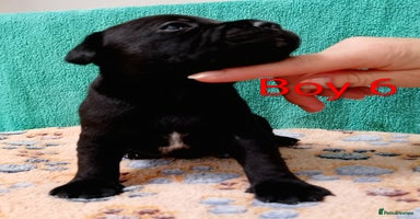 Staffordshire Bull Terrier dogs - Advert 7
