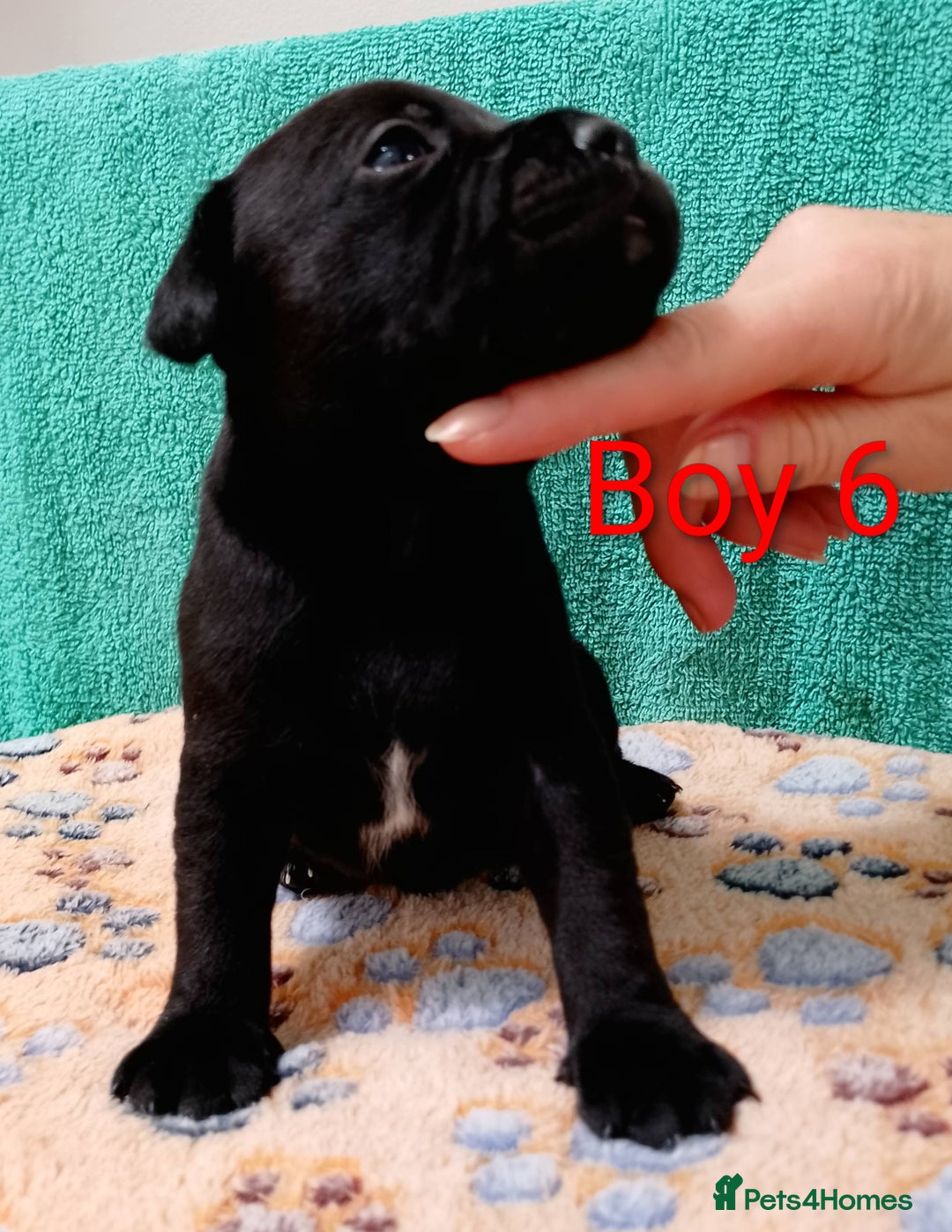 Staffordshire Bull Terrier dogs for sale: KC Registered Champions Bloodline Show Quality  - Image 14