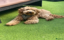 Cockapoo dogs for stud: Healthy Cockapoo Stud Available –Sheffield Travel - Image 6