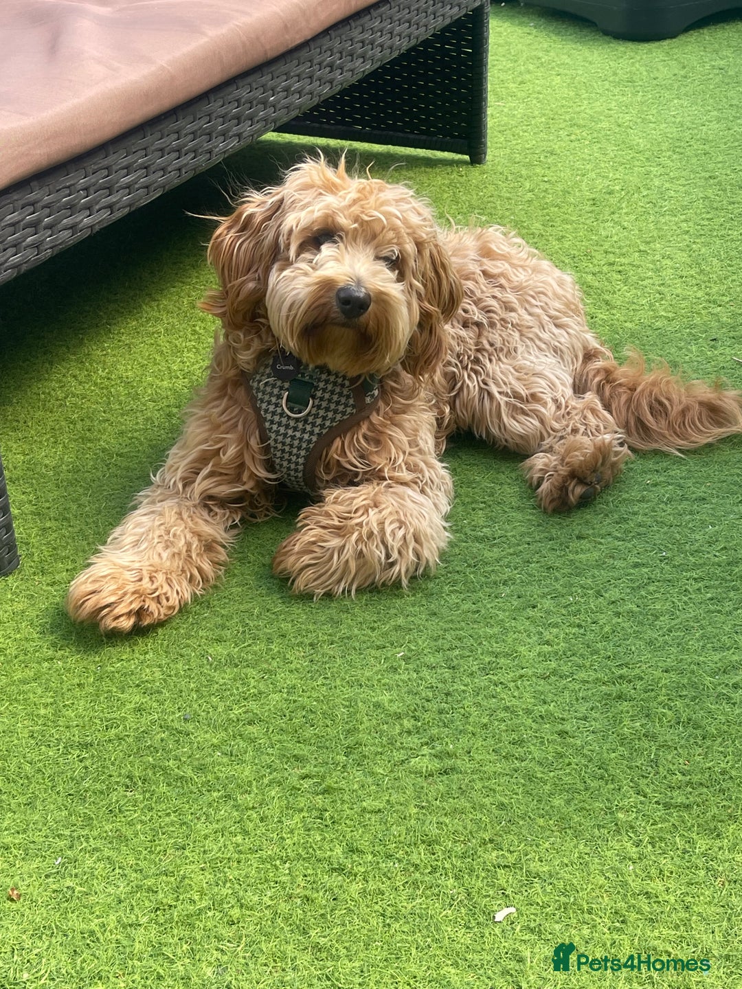 Cockapoo dogs for stud: Healthy Cockapoo Stud Available –Sheffield Travel - Image 6