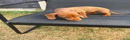 Miniature Dachshund dogs for sale: Stunning KC Miniature Dachshunds - Advert 19