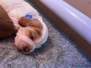 Cocker Spaniel dogs Kc show cocker spaniels - Advert 17