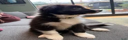 Border Collie dogs for sale: Border Collie puppies for sale - Advert 6